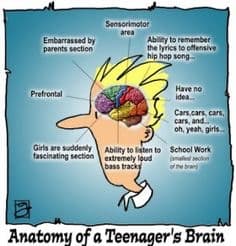 A Look Into the Teenage Brain