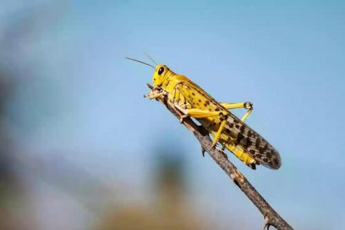 Locust Plagues in Arizona?